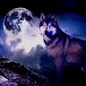 Avatar photo